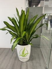 Cây Thiết Mộc Lan ngọn