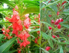 Hoa Bóng Nước