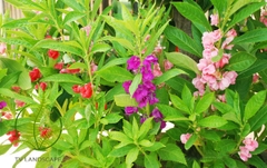 Hoa Bóng Nước