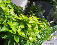 CÂY BẠCH TRẠNG