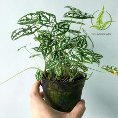 Cây Môn Đốm Trắng