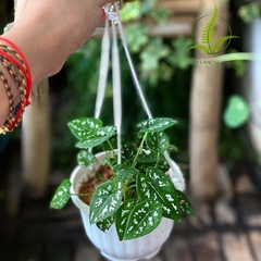 Cây Môn Đốm Trắng