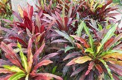 Cây cô tòng đuôi lươn