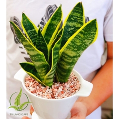 Cây Lưỡi Hổ mini