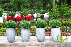 Cây Mai Vạn Phúc