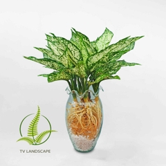 Cây Ngọc ngân thủy sinh