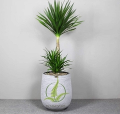 Cây Phát Tài Núi