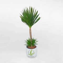 Cây Phát Tài Núi