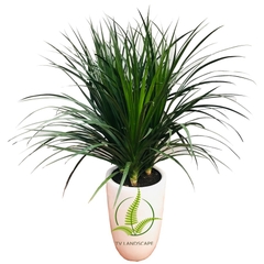 Phát tài núi cụm ba thân