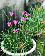 Cây Huệ Mưa