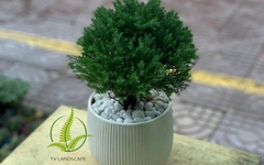 Cây Tùng Bồng Lai