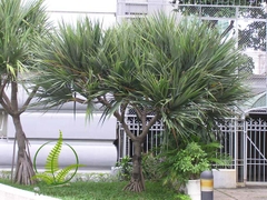 Cây Phát Tài Núi