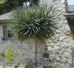 Cây Phát Tài Núi