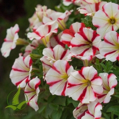 Cây Dạ yến thảo