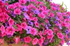 Cây Dạ yến thảo