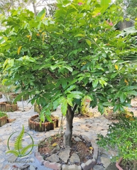 Cây Hoa Dẻ