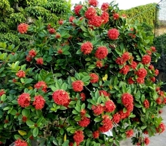 Cây Mẫu đơn ta