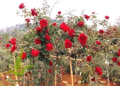 Cây Hoa Hồng Cổ Sơn La