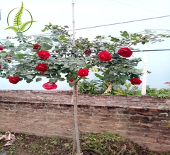 Cây Hoa Hồng Cổ Sơn La