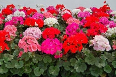 Cây Phong Lữ Thảo