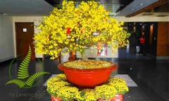 Cây Mai Vàng