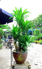 Cây Thiết Mộc Lan gốc