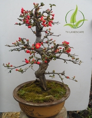 Cây Mai Đỏ