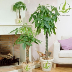 Cây Kim Ngân Xoắn