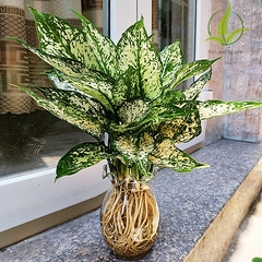 Cây Ngọc ngân thủy sinh