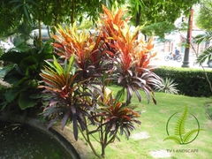 Cây cô tòng đuôi lươn