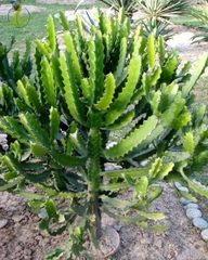 Cây xương rồng