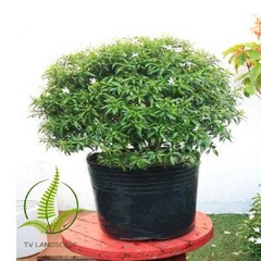 Cây Mai Vạn Phúc