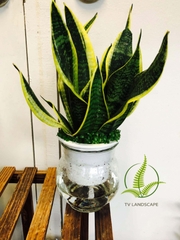 Cây Lưỡi Hổ thủy sinh