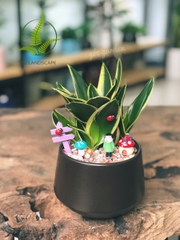 Cây Lưỡi Hổ mini