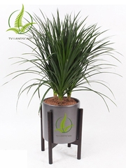 Phát tài núi cụm ba thân