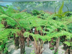 Cây Dương Xỉ Cổ