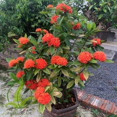 Cây Mẫu đơn ta