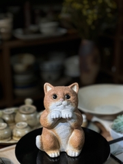 Bé mèo vàng ngộ nghĩnh
