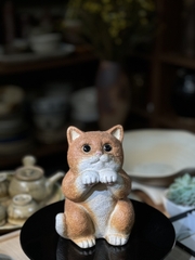 Bé mèo vàng ngộ nghĩnh