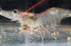 Bệnh TPD trên tôm: Nguyên nhân, triệu chứng và cách phòng ngừa