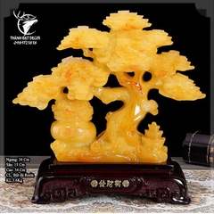 Cây Phú Quý Tài Lộc, Cây Kim Tiền Vàng Phong Thủy, Quà Tặng Tân Gia Khai Trương Sinh Nhật