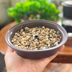 Chậu Cây Tùng Bonsai Bằng Nhựa Trang Trí Tiểu Cảnh, Trang Trí Kèm Các Mẫu Tượng Mini