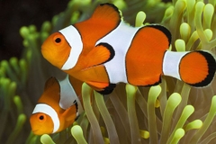CÁ HỀ (NEMO) – NHỮNG ĐIỀU BẠN CẦN BIẾT