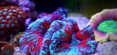 CÁCH CHỌN SAN HÔ CHO NGƯỜI MỚI CHƠI CÁ BIỂN