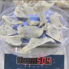 Tổ yến thô bể lớn ít lông nhíp