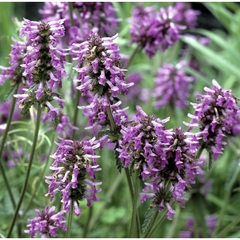 Nước hoa Pháp hương gỗ hoắc hương Patchouli_Fragonard 20ml hàng Pháp