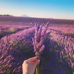 Túi nụ hoa oải hương khô Lavender chuẩn miền nam nước Pháp