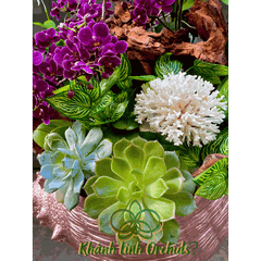 Lan Hồ Điệp Mini Tím Thiết Kế - Lavender Ocean Whisper