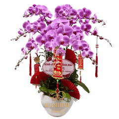 Lan Hồ Điệp Hồng S507 10 Cành - Mộng Mơ - HDH009