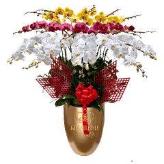 Lan Hồ Điệp Phối Màu Đỏ Vàng Trắng 17 Cành - Kim Chi Ngọc Diệp